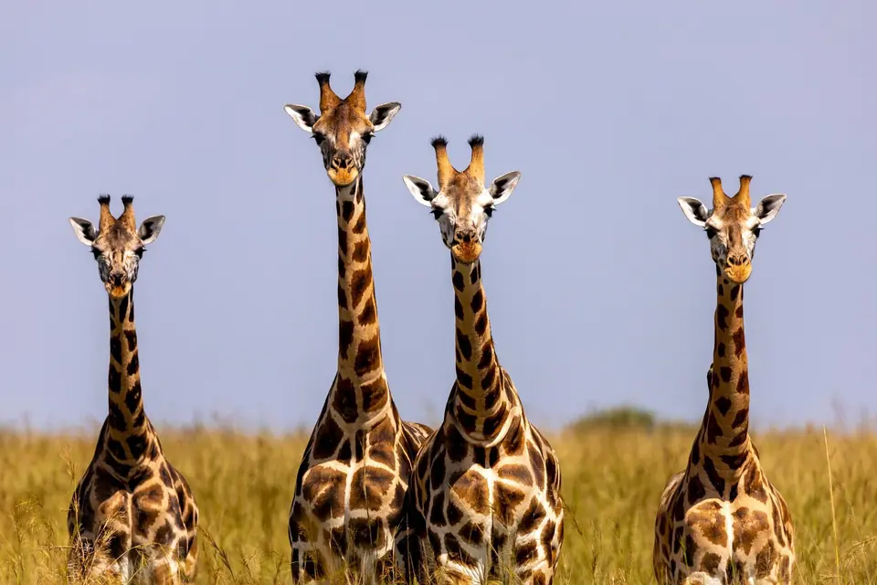 Vier Rothschild-Giraffen im Mukono District, Uganda